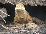 Galapagos 5-1-08 Puerto Ayora Darwin Research Station Land Iguana Here is a land iguana at the Darwin Research Centre at Puerto Ayora.